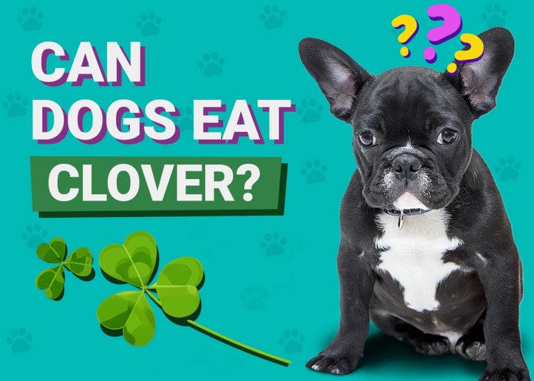Can Dogs Eat Clover? VetReviewed Facts & FAQ Dogster