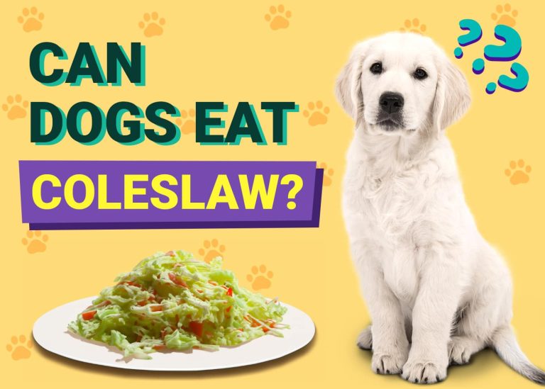 Can Dogs Eat Coleslaw? VetVerified Facts & FAQ Dogster