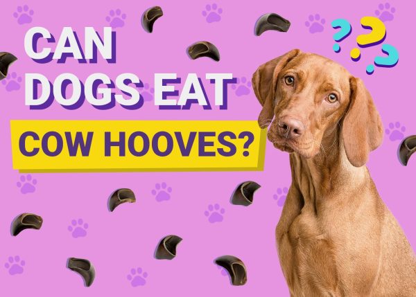 Can Dogs Eat Cow Hooves