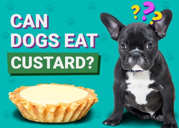 Can Dogs Eat Custard
