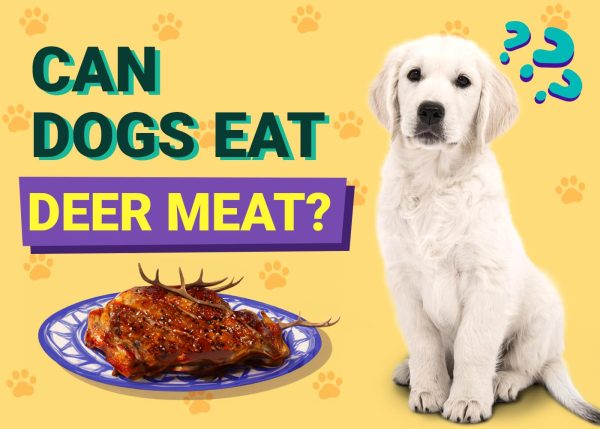 Can Dogs Eat Deer Meat
