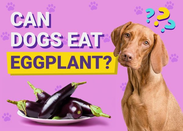 Can Dogs Eat Eggplant