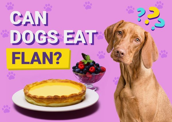 Can Dogs Eat Flan