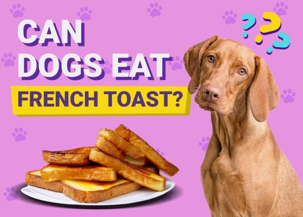 Can Dogs Eat French Toast