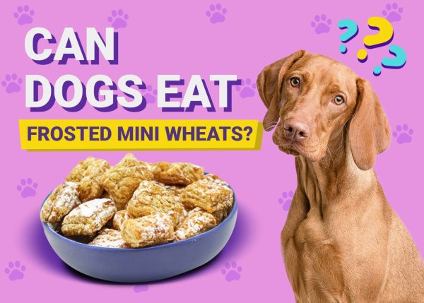 Can Dogs Eat Frosted Mini Wheats