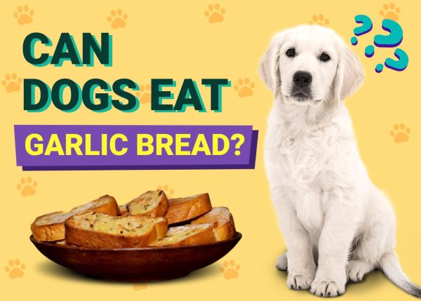 Can Dogs Eat Garlic Bread