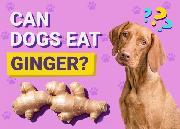 Can Dogs Eat Ginger