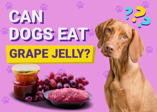 Can Dogs Have Grape Jelly