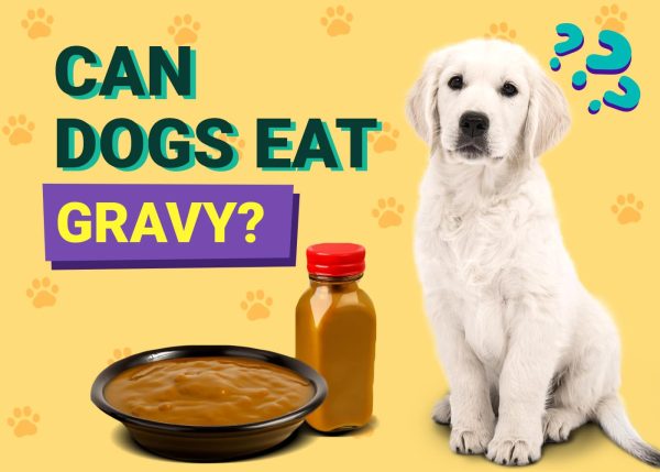 Can Dogs Eat Gravy