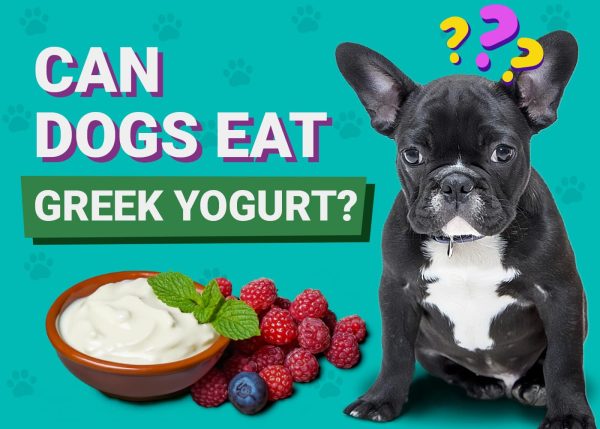 Can Dogs Eat Greek Yogurt