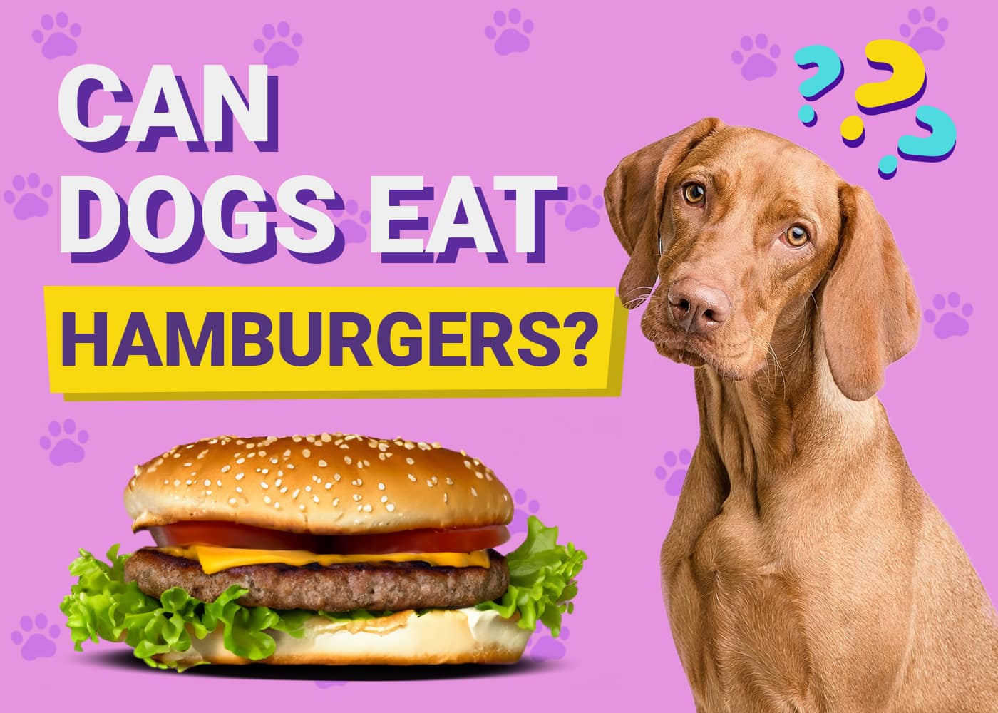Can Dogs Eat Hamburgers