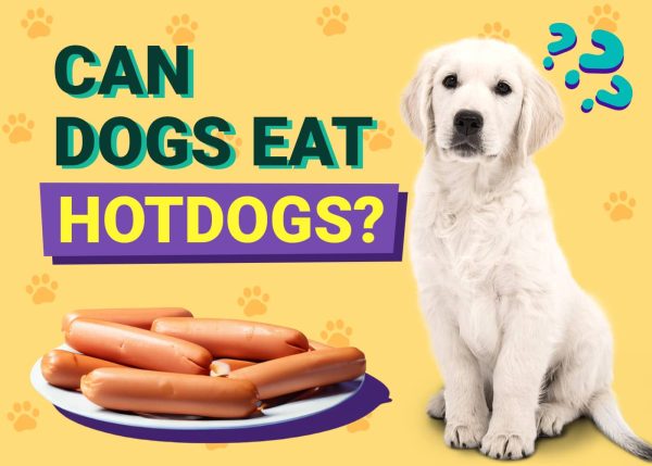 Can Dogs Eat Hot Dogs