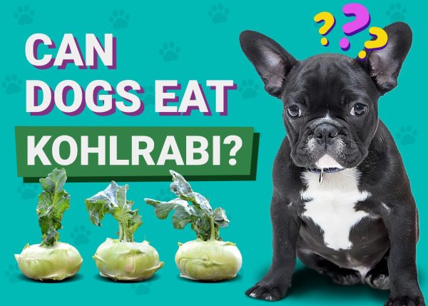 Can Dogs Eat Kohlrabi