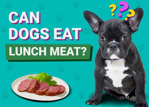 Can Dogs Eat Lunch Meats