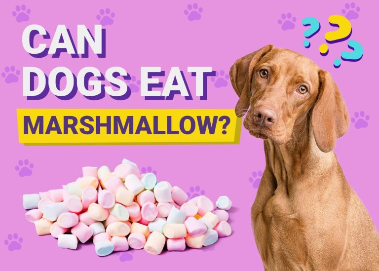 Can Dogs Eat Marshmallows? VetApproved Reasons, Risks, & FAQ Dogster