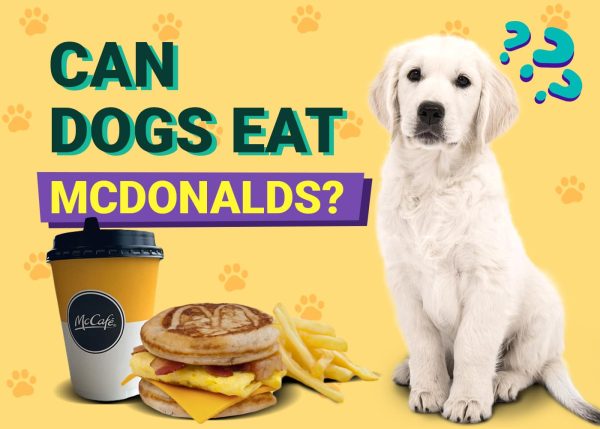 Can Dogs Eat McDonald