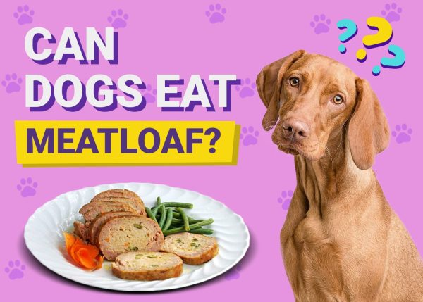 Can Dogs Eat Meatloaf