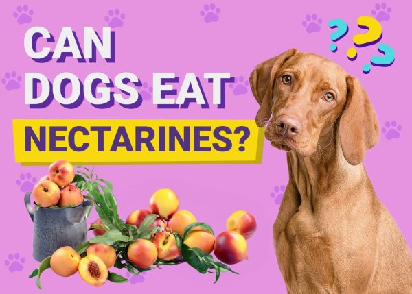 Can Dogs Eat Nectarines