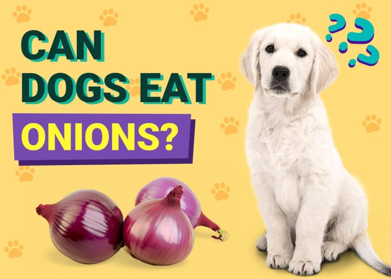 Can Dogs Eat Olives? VetApproved Nutrition Facts & FAQ Dogster
