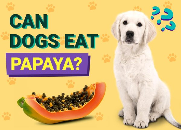 Can Dogs Eat Papaya