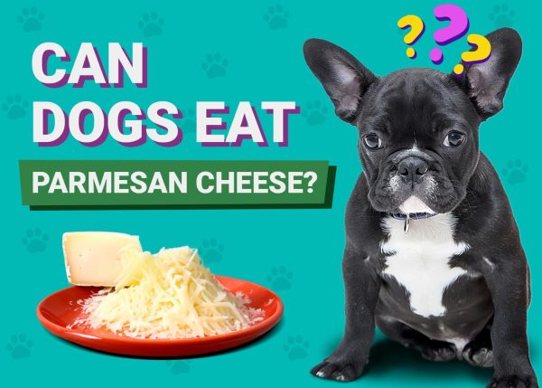 Can Dogs Eat Parmesan Cheese
