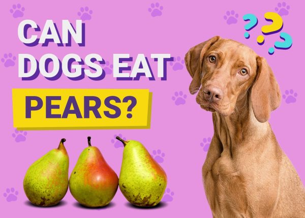 Can Dogs Eat Pears