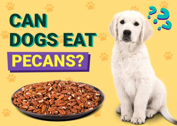 Can Dogs Eat Pecans