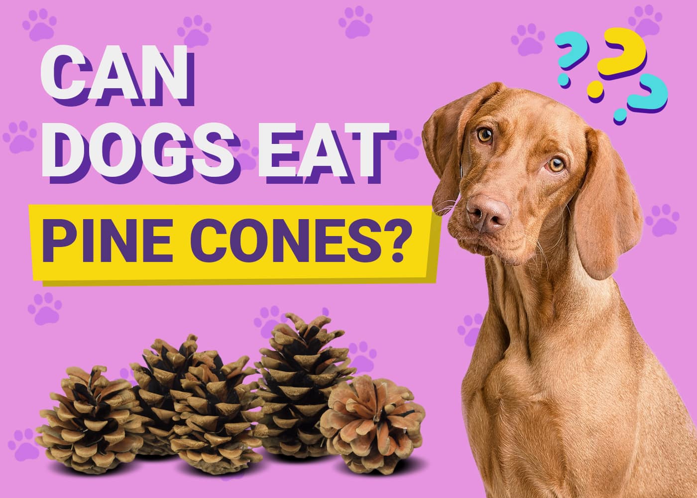 Can Dogs Eat Pine Cones
