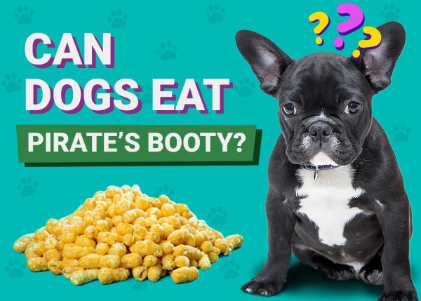 Can Dogs Eat Pirate’s Booty