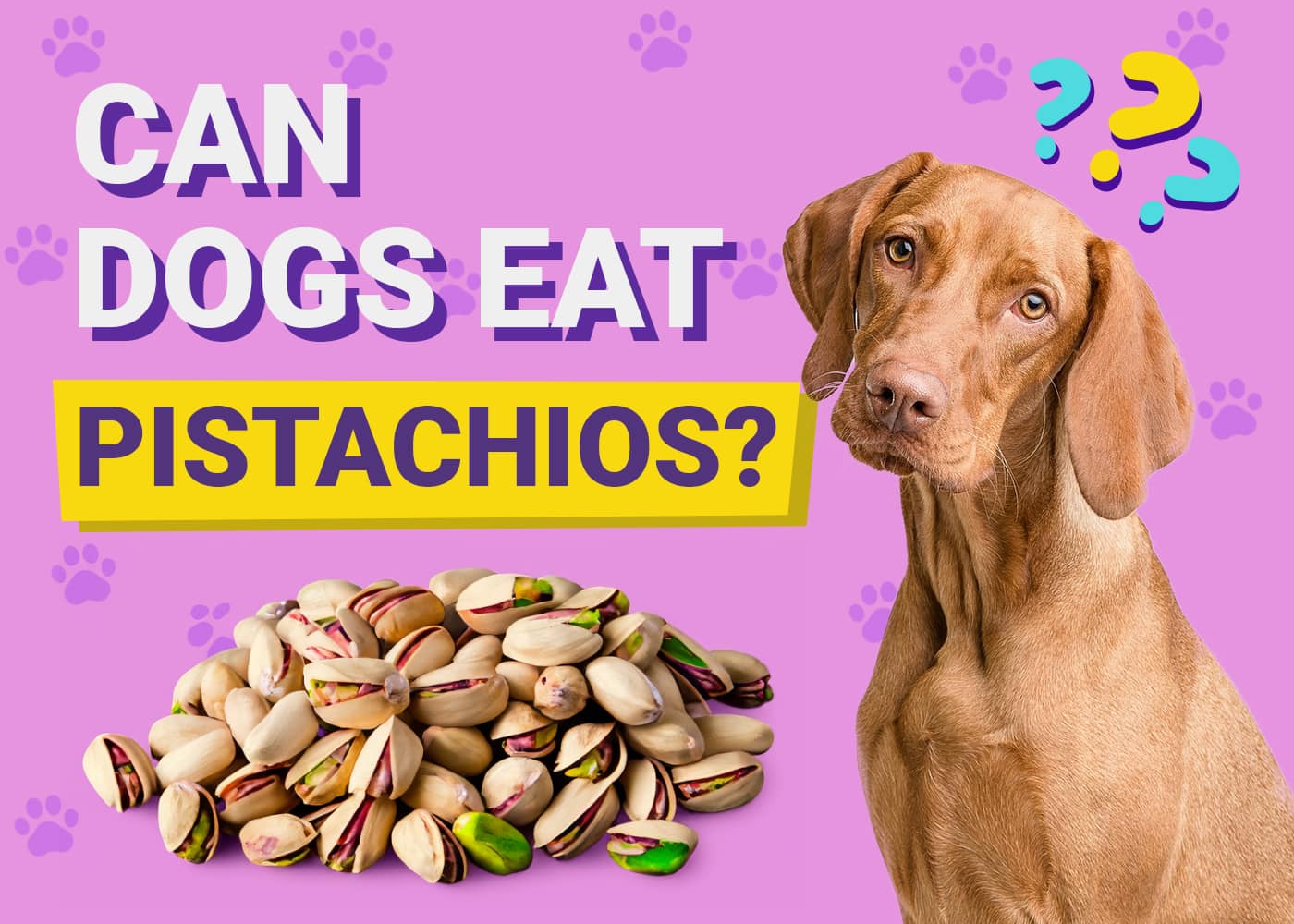 Can Dogs Eat Pistachios