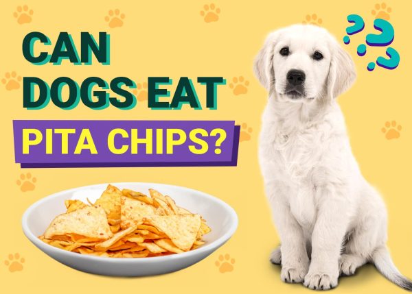 Can Dogs Eat Pita Chips