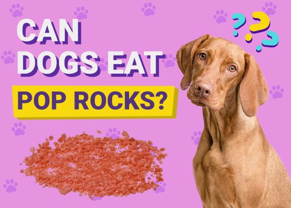Can Dogs Eat Pop Rocks