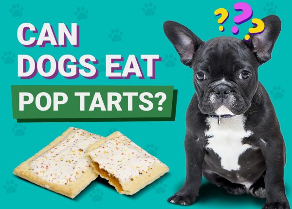 Can Dogs Eat Pop-Tarts