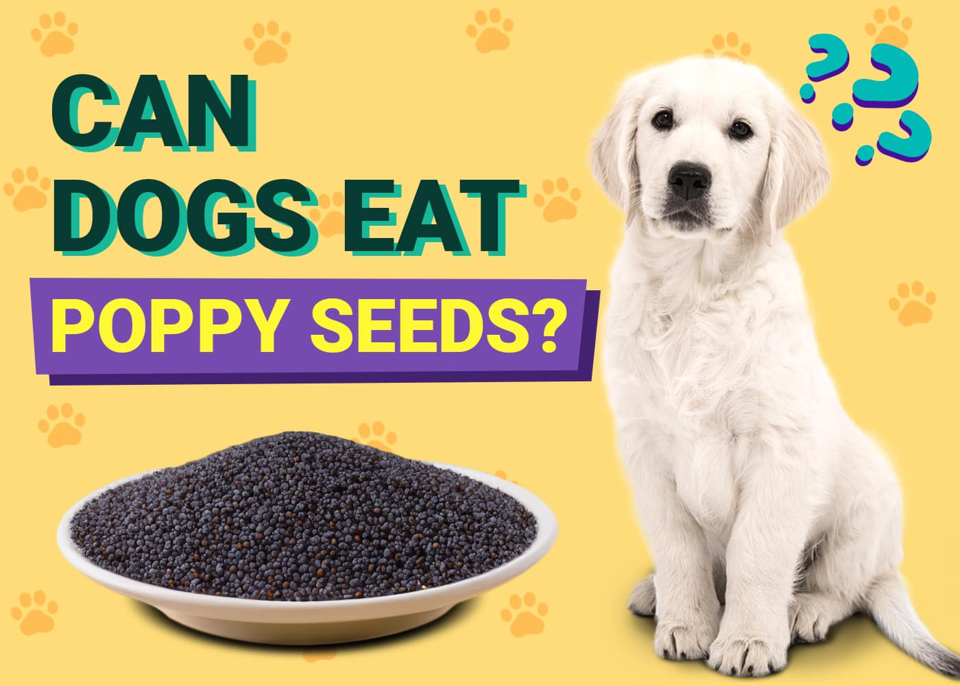 Can Dogs Eat Poppy Seeds
