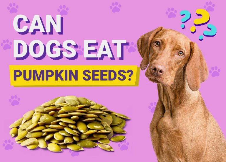 Can Dogs Eat Pumpkin Seeds? VetApproved Facts & FAQ Dogster
