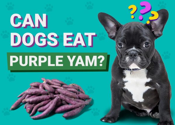 Can Dogs Eat Ube (Purple Yam)