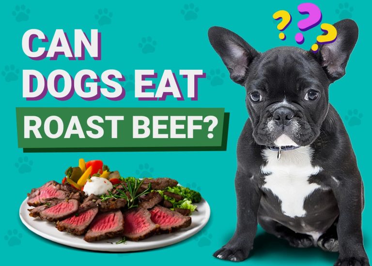 Can Dogs Eat Roast Beef? VetApproved Facts & FAQs Dogster