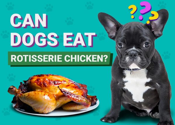 Can Dogs Eat Rotisserie Chicken