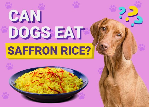 Can Dogs Eat Saffron Rice