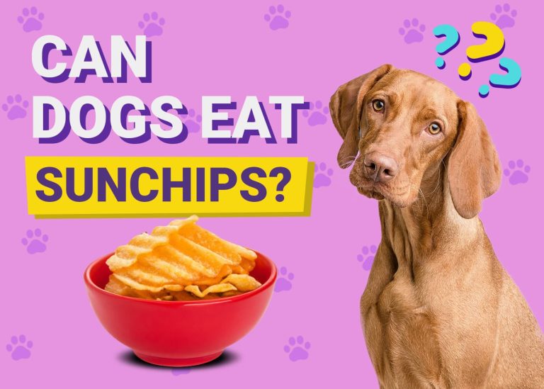 Can Dogs Eat Sunchips? VetVerified Facts & FAQ Dogster