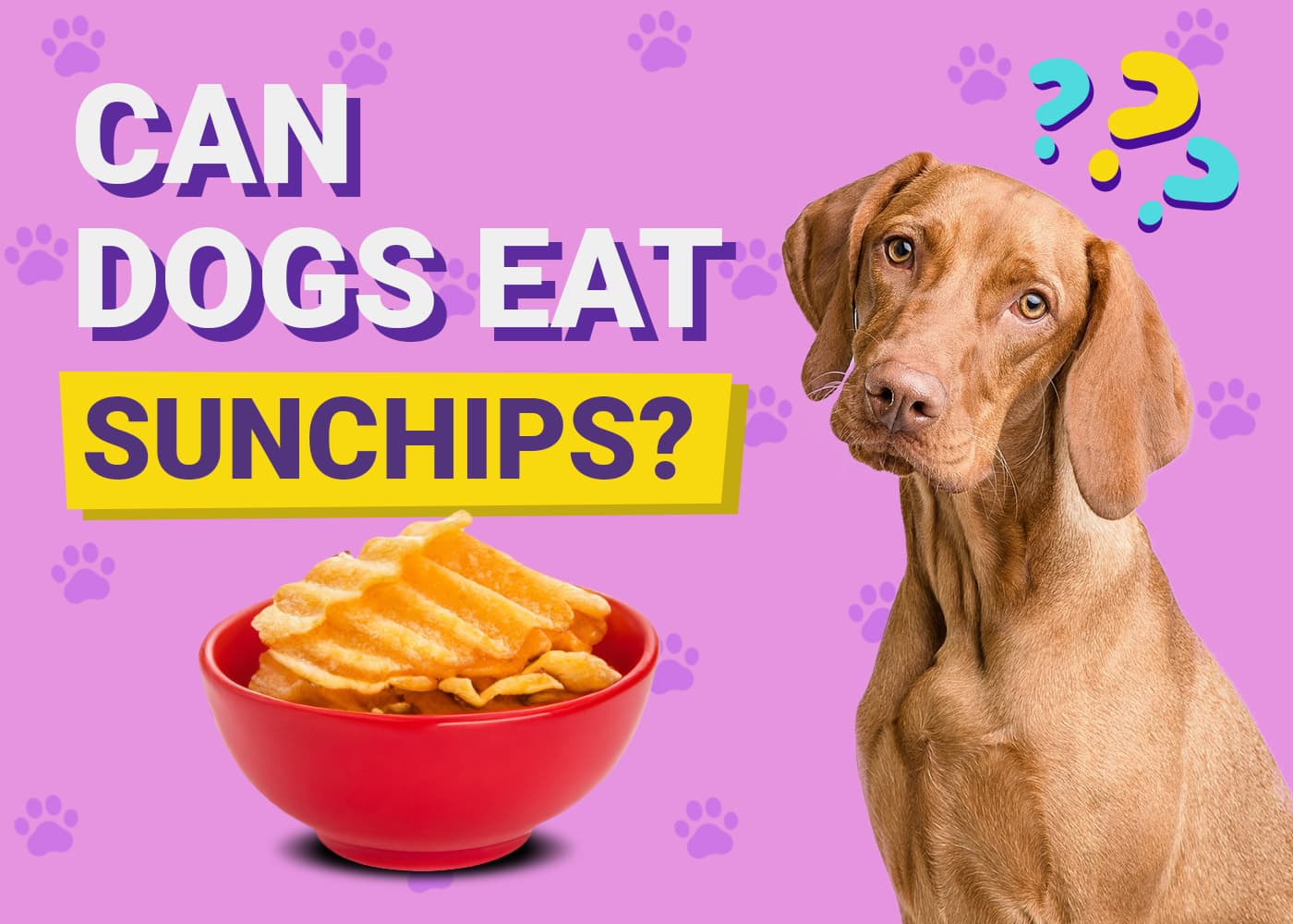 Can Dogs Eat Sunchips