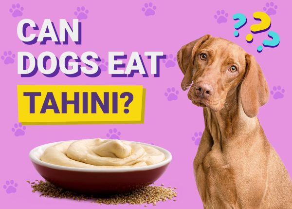 Can Dogs Eat Tahini