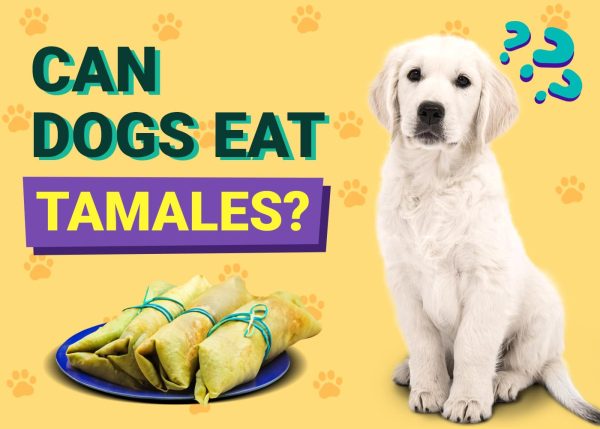 Can Dogs Eat Tamales