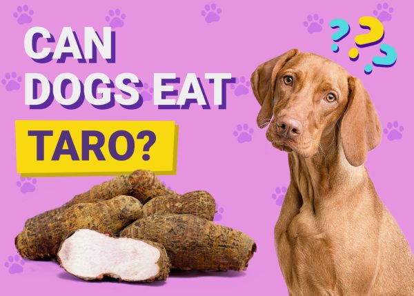 Can Dogs Eat Taro