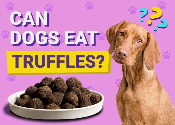 Can Dogs Eat Truffles