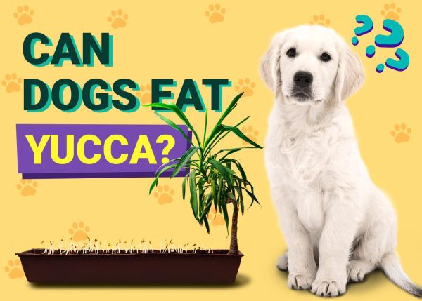 Can Dogs Eat Yucca