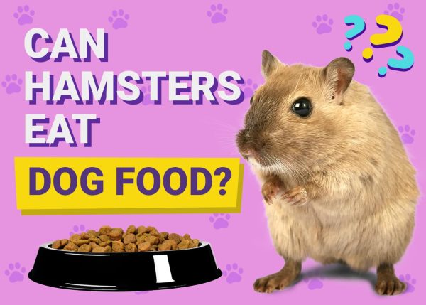 Can Hamsters Eat Dog Food