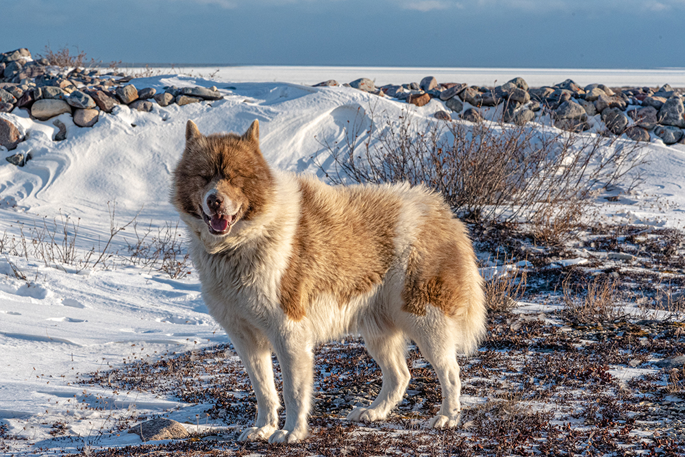 Canadian Eskimo dog on the icy shore