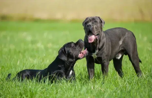 cane corso dogs in a field