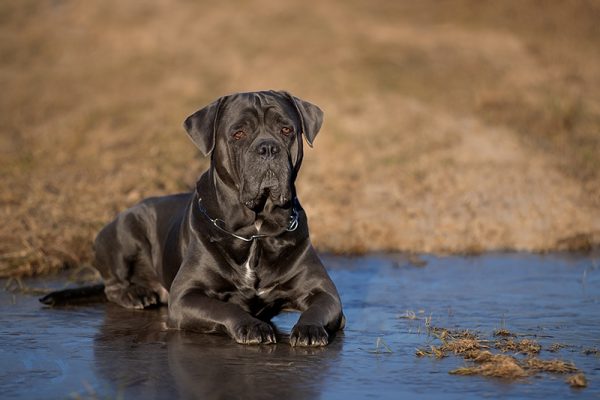 cane corso in a frozen puddle